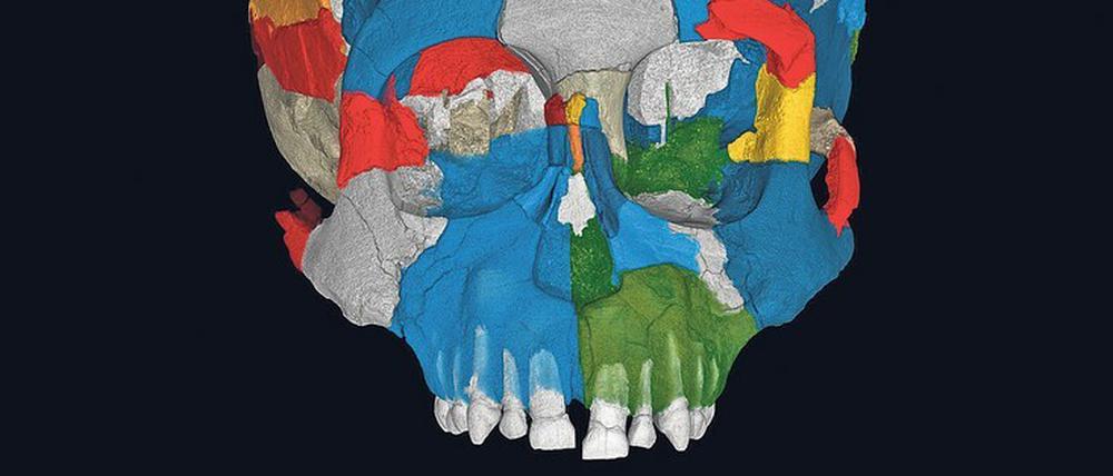 Großes Gehirn und lange Kindheit – die Entwicklung in Richtung Homo sapiens ist schon am Schädel von Australopithecus afarensis zu erkennen.