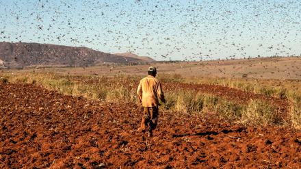 Multiplikation der Probleme. Das Coronavirus erschwert den Kampf gegen die Heuschreckenplage. 