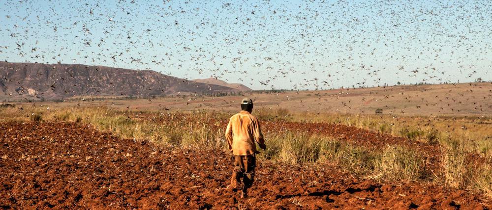 Multiplikation der Probleme. Das Coronavirus erschwert den Kampf gegen die Heuschreckenplage. 