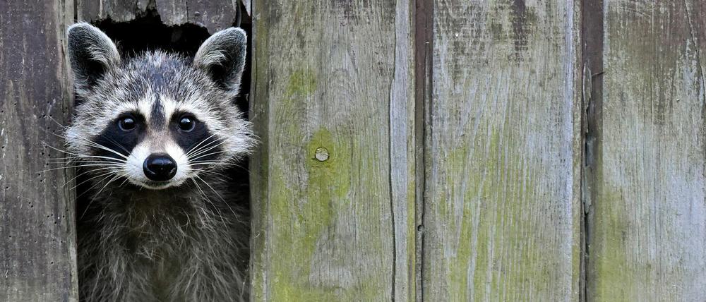 Süüüß! Ein Waschbär im Landkreis Oder-Spree in Brandenburg.