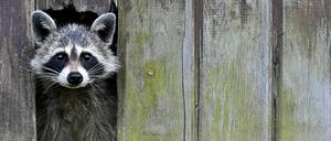 Süüüß! Ein Waschbär im Landkreis Oder-Spree in Brandenburg.