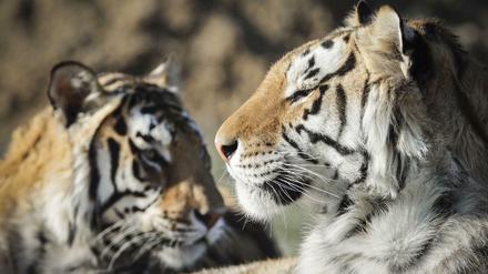 Tiger in einem Wildtierpark in Colorado