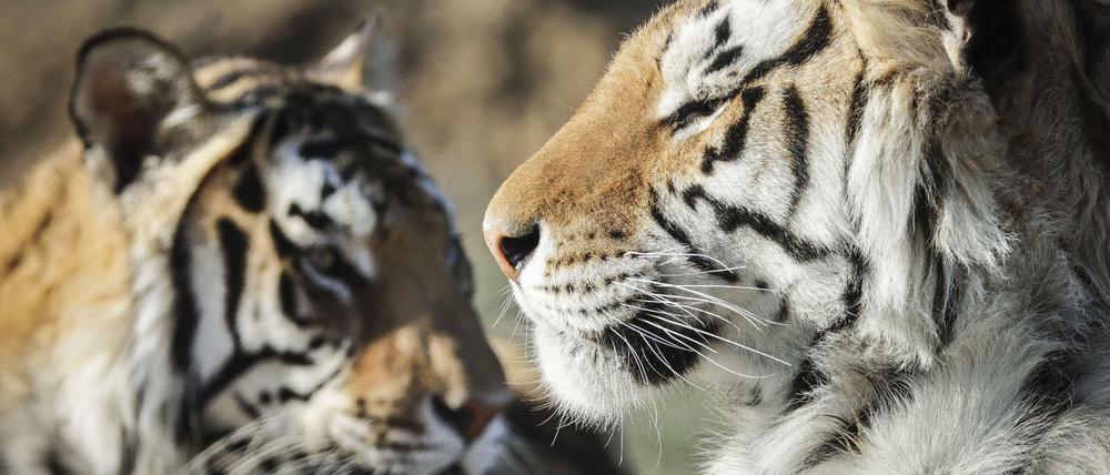 Tiger in einem Wildtierpark in Colorado