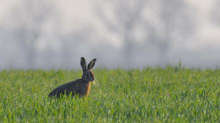 Ein Feldhase (Lepus europaeus) in Getreidefeld im Oderbruch