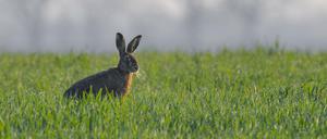 Ein Feldhase (Lepus europaeus) in Getreidefeld im Oderbruch