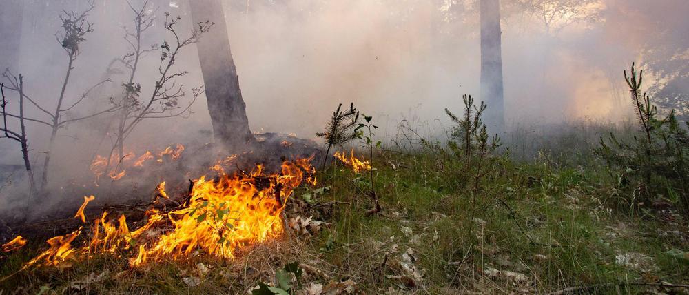 Die Senatsverwaltung appelliert an die Berliner, die Brandschutzregeln einzuhalten.