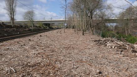 Die frei geschnittene Trasse der Siemensbahn. Links die Gleise nach Spandau, hinten die Rudolf-Wissell-Brücke.