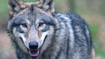 Ein Wolf läuft durch ein Freigehege im Wildpark Alte Fasanerie in Hessen. 