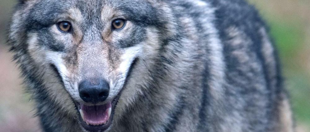 Ein Wolf läuft durch ein Freigehege im Wildpark Alte Fasanerie in Hessen.