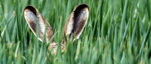Spaziergänge am Stadtrand, auf einsamen Wiesen oder Feldern, sollte man den überfüllten Stadtparks vorziehen. 