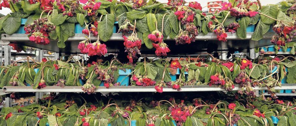 Hängende Köpfe. In der Coronakrise findet ein Großteil der Blumen keine Käufer.