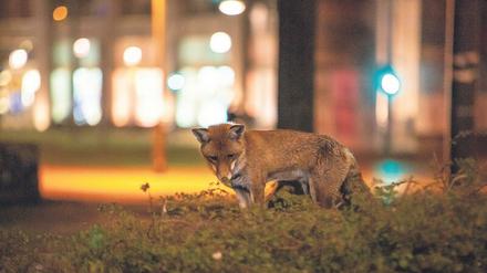 Im Dickicht der Städte. Ein Fuchs am Berliner Alexanderplatz.