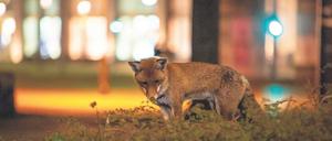 Im Dickicht der Städte. Ein Fuchs am Berliner Alexanderplatz.
