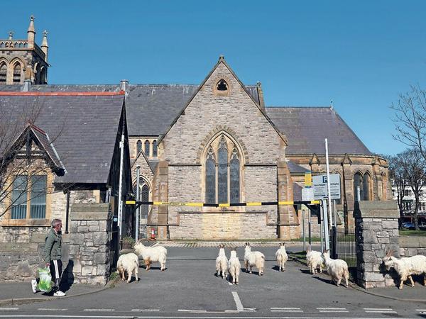 Kirchgang. Kaschmirziegen in Wales.