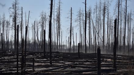Verbrannte Bäume in der Sperrzone um Tschernobyl. Zehn Tage lang wüteten hier schwere Waldbrände.
