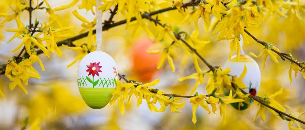Bunte Ostereier hängen an einem Forsythienstrauch.