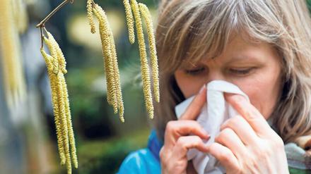 Pollenflug kann bei allergischen Asthmatikern die Lunge belasten. Kommen dann noch Coronaviren hinzu, befürchten viele Patienten Komplikationen - unbegründeterweise, wenn das Asthma korrekt behandelt wird. 