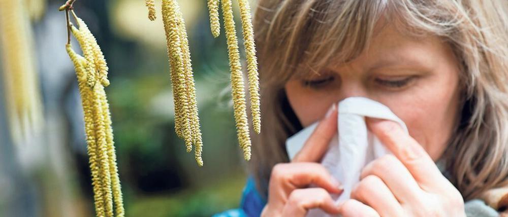 Pollenflug kann bei allergischen Asthmatikern die Lunge belasten. Kommen dann noch Coronaviren hinzu, befürchten viele Patienten Komplikationen - unbegründeterweise, wenn das Asthma korrekt behandelt wird.