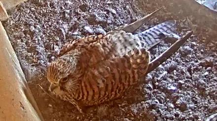 Screenshot der Falkencam im Nistkasten am Corbusierhaus in Berin-Westend zeigt brütenden Vogel.