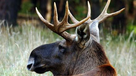 In Brandenburg werden immer häufiger Elche gesichtet.