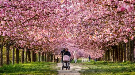 Rosa Berlin. Der Kirschblüte am ehemaligen Mauerstreifen zwischen Lichterfelde und Teltow schadet das Wetter nicht.