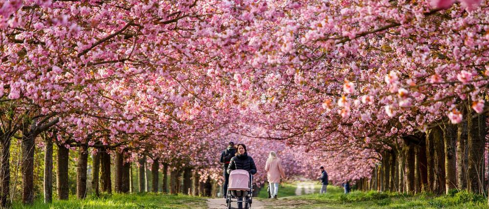 Rosa Berlin. Der Kirschblüte am ehemaligen Mauerstreifen zwischen Lichterfelde und Teltow schadet das Wetter nicht.