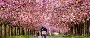 Rosa Berlin. Der Kirschblüte am ehemaligen Mauerstreifen zwischen Lichterfelde und Teltow schadet das Wetter nicht.