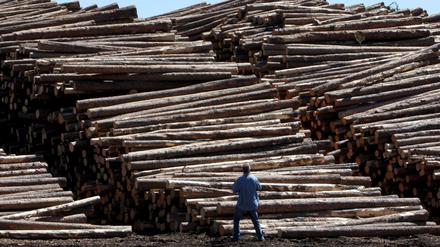 Abgeholzte Baumstämme in einem holzverarbeitenden Betrieb in British Columbia, Kanada - einer der Helden in Michelle Winters Roman "Ich bin ein Laster" ist Holzfäller-