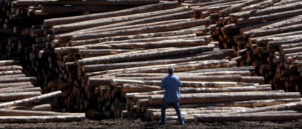 Abgeholzte Baumstämme in einem holzverarbeitenden Betrieb in British Columbia, Kanada - einer der Helden in Michelle Winters Roman "Ich bin ein Laster" ist Holzfäller-