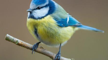 Vom 8. bis zum 10. Mai findet wieder die "Stunde der Gartenvögel" statt, bei der dazu aufgerufen wird, Vögel zu zählen. 