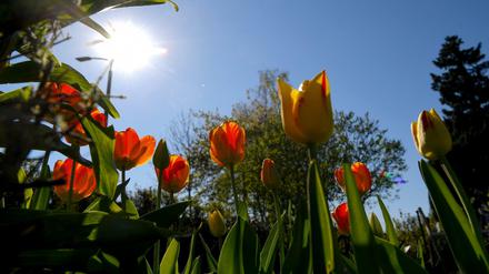 Schöner Anblick im Frühling: Tulpen blühen in einem Garten.