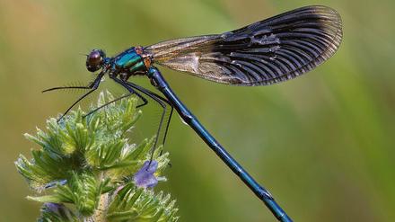 Durchstarter. Umweltschutz nützt. Libellenbestände in Deutschland (hier die Gebänderte Prachtlibelle Calopteryx splendens) haben sich Studien zufolge erholt. Allerdings gilt das für andere Insektenarten nicht unbedingt. 