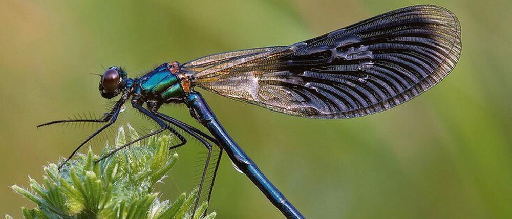 Durchstarter. Umweltschutz nützt. Libellenbestände in Deutschland (hier die Gebänderte Prachtlibelle Calopteryx splendens) haben sich Studien zufolge erholt. Allerdings gilt das für andere Insektenarten nicht unbedingt.