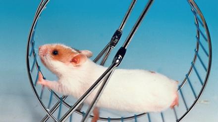 Wie ein Hamster im Laufrad. So fühlen sich viele gestresste Menschen. Welcher Zusammenhang zwischen dem Erleben von Stress und der Haut besteht, wird in dem Projekt erforscht.