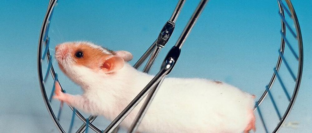 Wie ein Hamster im Laufrad. So fühlen sich viele gestresste Menschen. Welcher Zusammenhang zwischen dem Erleben von Stress und der Haut besteht, wird in dem Projekt erforscht.