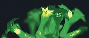 Lichtblick. Biolumineszenz ist weit verbreitet, jetzt auch bei Tabakblüten.