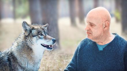 „Der Wolf ist ein unberechenbares Raubtier, und kein Schäferhund, mit dem man spielen kann.“ Um den Wolf anzulocken, wurde Christian Redl, dem Darsteller von Kommissar Thorsten Krüger, im „Spreewaldkrimi: Zeit der Wölfe“ Leberwurst auf die Hand geschmiert, die das zuvor scheue Tier dann genüsslich abschleckte (ZDF, Montag, 20 Uhr 15).