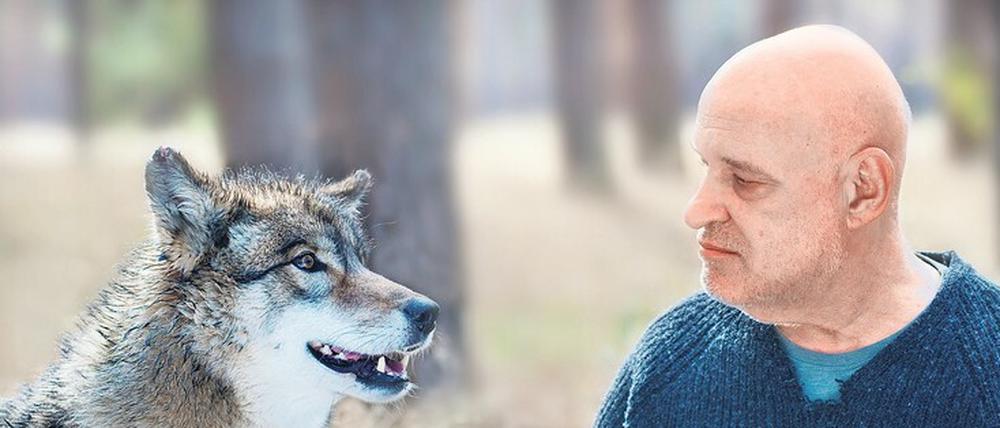 „Der Wolf ist ein unberechenbares Raubtier, und kein Schäferhund, mit dem man spielen kann.“ Um den Wolf anzulocken, wurde Christian Redl, dem Darsteller von Kommissar Thorsten Krüger, im „Spreewaldkrimi: Zeit der Wölfe“ Leberwurst auf die Hand geschmiert, die das zuvor scheue Tier dann genüsslich abschleckte (ZDF, Montag, 20 Uhr 15).