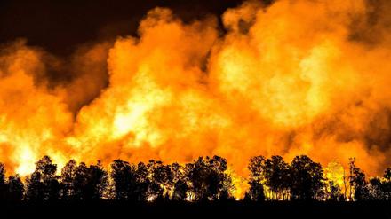 Unter Feuer. 2019 gab es in Brandenburg 417 Waldbrände auf 13000 Hektar. Eine Fläche, so groß wie die Berliner Bezirke Lichtenberg, Neukölln und Mitte zusammen.