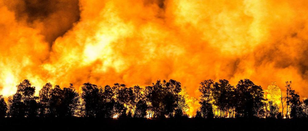 Unter Feuer. 2019 gab es in Brandenburg 417 Waldbrände auf 13000 Hektar. Eine Fläche, so groß wie die Berliner Bezirke Lichtenberg, Neukölln und Mitte zusammen.