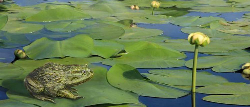 So könnte die Umwelt auf dem damals noch warmen Kontinent Antarktis zu Lebzeiten des Frosches ausgesehen haben, dessen Fossilien Forscher vor einigen Jahren gefunden und jetzt identifiziert haben.