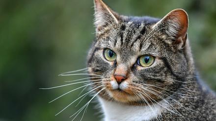 In Deutschland leben fast 15 Millionen Katzen.