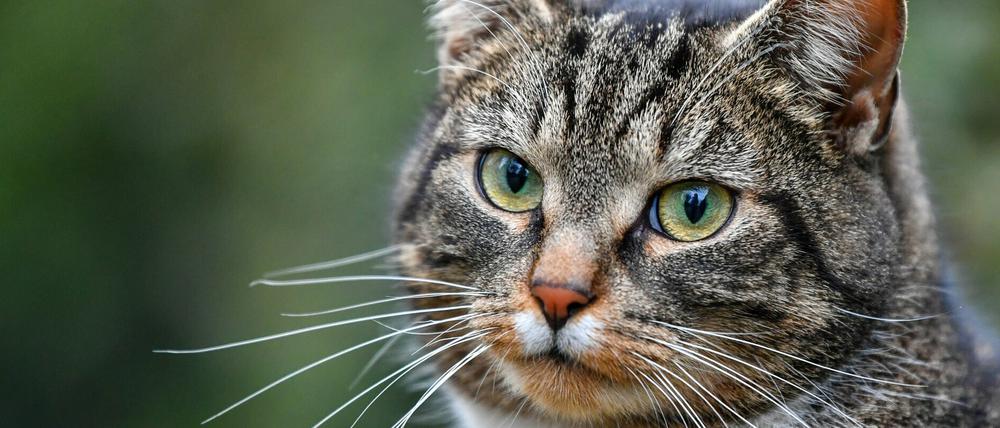 In Deutschland leben fast 15 Millionen Katzen.