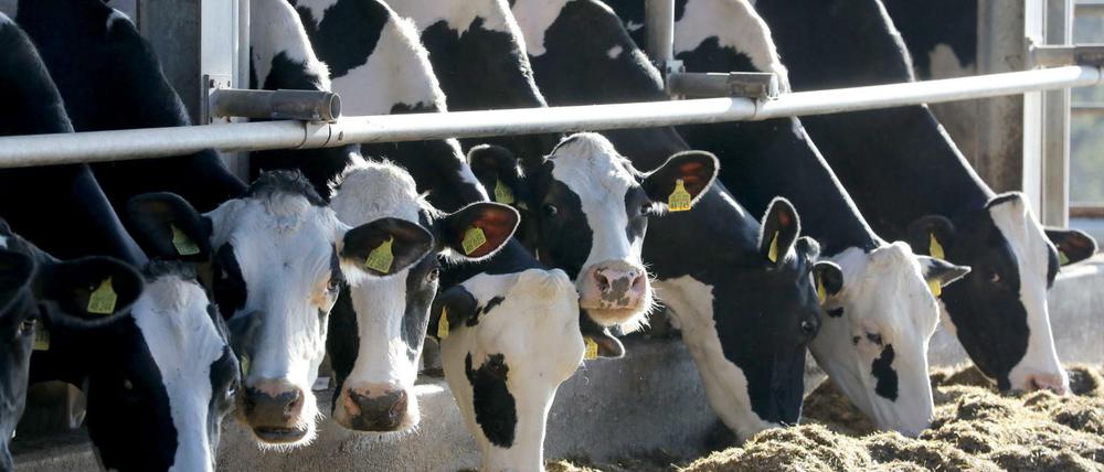 Rund vier Millionen Kühe gibt es in Deutschland. Viel Milch geht in den Export.
