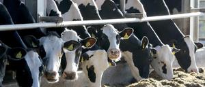 Rund vier Millionen Kühe gibt es in Deutschland. Viel Milch geht in den Export.