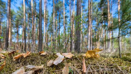In Brandenburg ist bisher im April fast 100 Prozent weniger Regen gefallen, als im vergangenen Jahr.