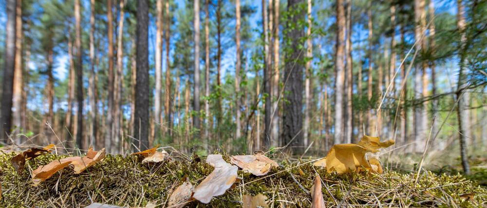In Brandenburg ist bisher im April fast 100 Prozent weniger Regen gefallen, als im vergangenen Jahr.