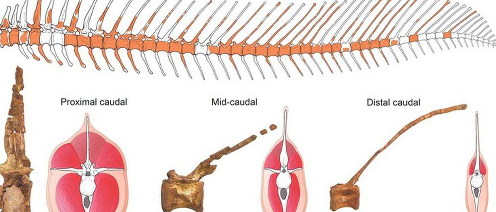Grafiken und Fotos zum rekonstruierten Spinosaurus.