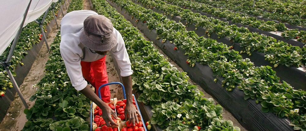 Dringend benötigt und trotzdem zu mörderischen Wegen nach Europa gezwungen: Afrikanischer Arbeiter bei der Erdbeerernte in Spanien