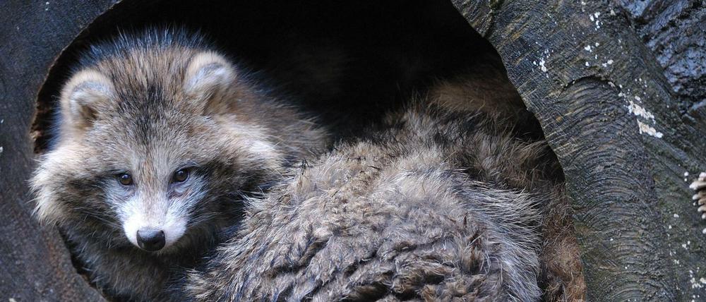 Das Coronavirus könnte vom Marderhund auf den Menschen übergesprungen sein, vermutet der Virologe Drosten. 